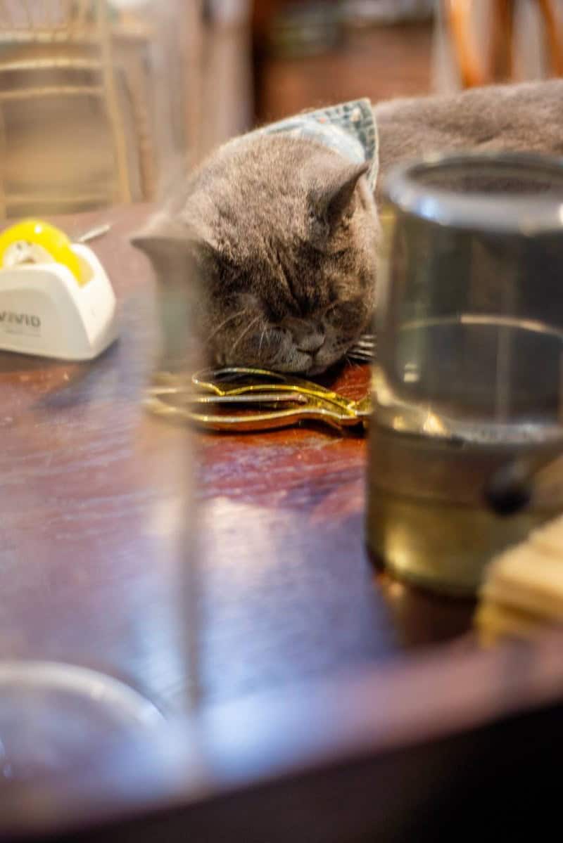 Gray cat resting its head on a wooden desk at Moon Ke Coffee (Moon可咖啡), a Shenzhen coffee shop — thirstyguide.com